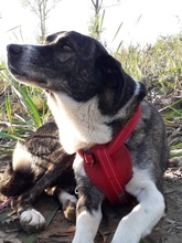 MACK, Hund, Mischlingshund in Rumänien - Bild 12