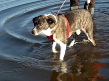 MACK, Hund, Mischlingshund in Rumänien - Bild 7