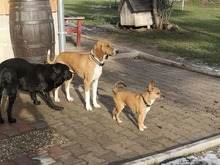 IVONNE, Hund, Mischlingshund in Geslau - Bild 4
