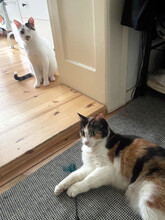SILAS, Katze, Hauskatze in Berlin - Bild 5