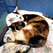 SILAS, Katze, Hauskatze in Berlin - Bild 9