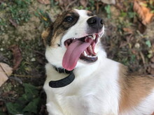 ALFI, Hund, Mischlingshund in Slowakische Republik - Bild 2