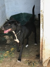 LARRY, Hund, Mischlingshund in Griechenland - Bild 2