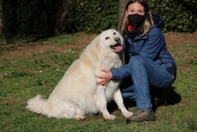 BARBERINA, Hund, Maremmano in Italien - Bild 4
