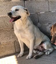 MITSOS, Hund, Mischlingshund in Griechenland - Bild 10