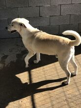 MITSOS, Hund, Mischlingshund in Griechenland - Bild 3