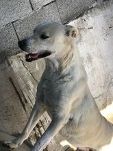 MITSOS, Hund, Mischlingshund in Griechenland - Bild 4