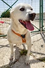 MITSOS, Hund, Mischlingshund in Griechenland - Bild 8