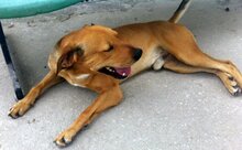 ORFEAS, Hund, Ungarischer Jagdhund in Griechenland - Bild 1