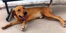 ORFEAS, Hund, Ungarischer Jagdhund in Griechenland - Bild 3