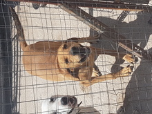 ORFEAS, Hund, Ungarischer Jagdhund in Griechenland - Bild 4