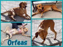 ORFEAS, Hund, Ungarischer Jagdhund in Griechenland - Bild 6
