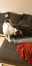 SNOOPY, Hund, Mischlingshund in Mönchengladbach - Bild 10