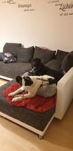 SNOOPY, Hund, Mischlingshund in Mönchengladbach - Bild 9