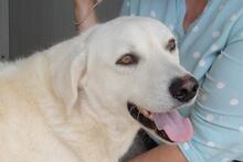 DILLON, Hund, Maremmano-Mix in Italien - Bild 44