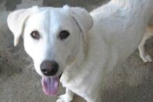 DILLON, Hund, Maremmano-Mix in Italien - Bild 45