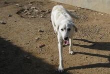 DILLON, Hund, Maremmano-Mix in Italien - Bild 46