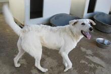 DILLON, Hund, Maremmano-Mix in Italien - Bild 47