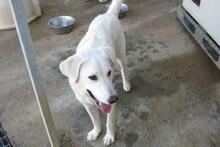 DILLON, Hund, Maremmano-Mix in Italien - Bild 48