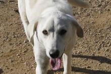 DILLON, Hund, Maremmano-Mix in Italien - Bild 49