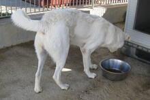 DILLON, Hund, Maremmano-Mix in Italien - Bild 50