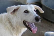DILLON, Hund, Maremmano-Mix in Italien - Bild 51
