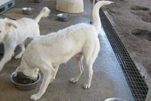 DILLON, Hund, Maremmano-Mix in Italien - Bild 52