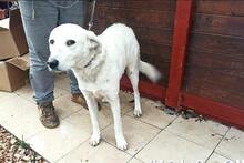 DILLON, Hund, Maremmano-Mix in Italien - Bild 53