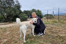DILLON, Hund, Maremmano-Mix in Italien - Bild 7