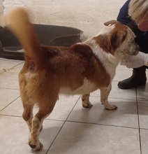 ZBELAVA, Hund, Mischlingshund in Kroatien - Bild 7
