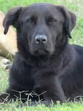MARIO, Hund, Mischlingshund in Griechenland - Bild 1