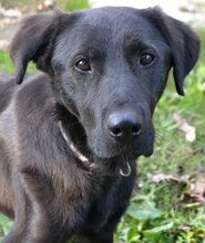 MARIO, Hund, Mischlingshund in Griechenland - Bild 11