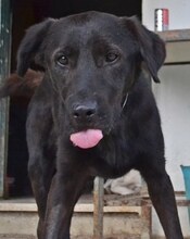 MARIO, Hund, Mischlingshund in Griechenland - Bild 13