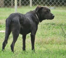 MARIO, Hund, Mischlingshund in Griechenland - Bild 2