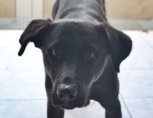 MARIO, Hund, Mischlingshund in Griechenland - Bild 24