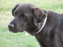 MARIO, Hund, Mischlingshund in Griechenland - Bild 6