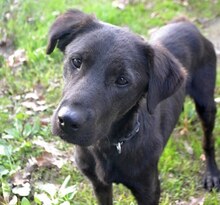 MARIO, Hund, Mischlingshund in Griechenland - Bild 9