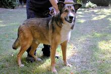 TESEO, Hund, Mischlingshund in Italien - Bild 10