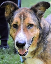 TESEO, Hund, Mischlingshund in Italien - Bild 2