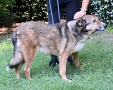 TESEO, Hund, Mischlingshund in Italien - Bild 4