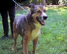 TESEO, Hund, Mischlingshund in Italien - Bild 6