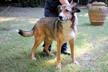 TESEO, Hund, Mischlingshund in Italien - Bild 9