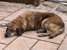 MINA, Hund, Mischlingshund in Rothenburg - Bild 17