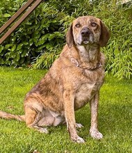 MINA, Hund, Mischlingshund in Rothenburg - Bild 2