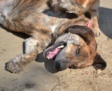 MINA, Hund, Mischlingshund in Rothenburg - Bild 30