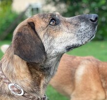 MINA, Hund, Mischlingshund in Rothenburg - Bild 5