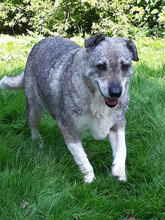 MODO, Hund, Mischlingshund in Apen - Bild 1