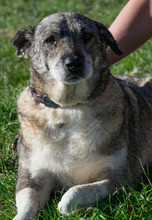 MODO, Hund, Mischlingshund in Apen - Bild 2