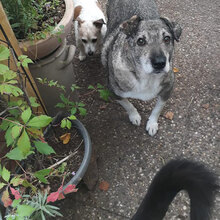 MODO, Hund, Mischlingshund in Apen - Bild 3