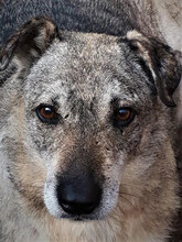 MODO, Hund, Mischlingshund in Apen - Bild 4